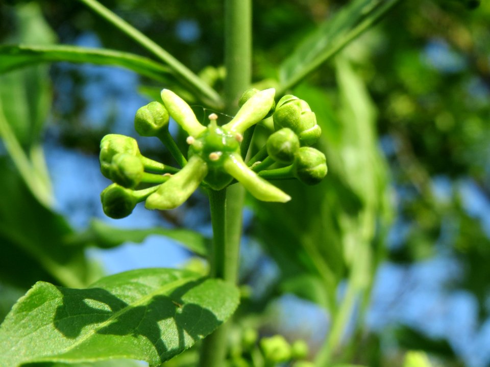 20140406Euonymus_europaeus4