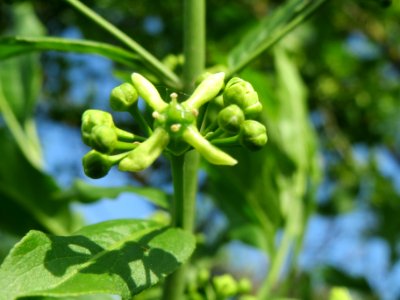 20140406Euonymus_europaeus4