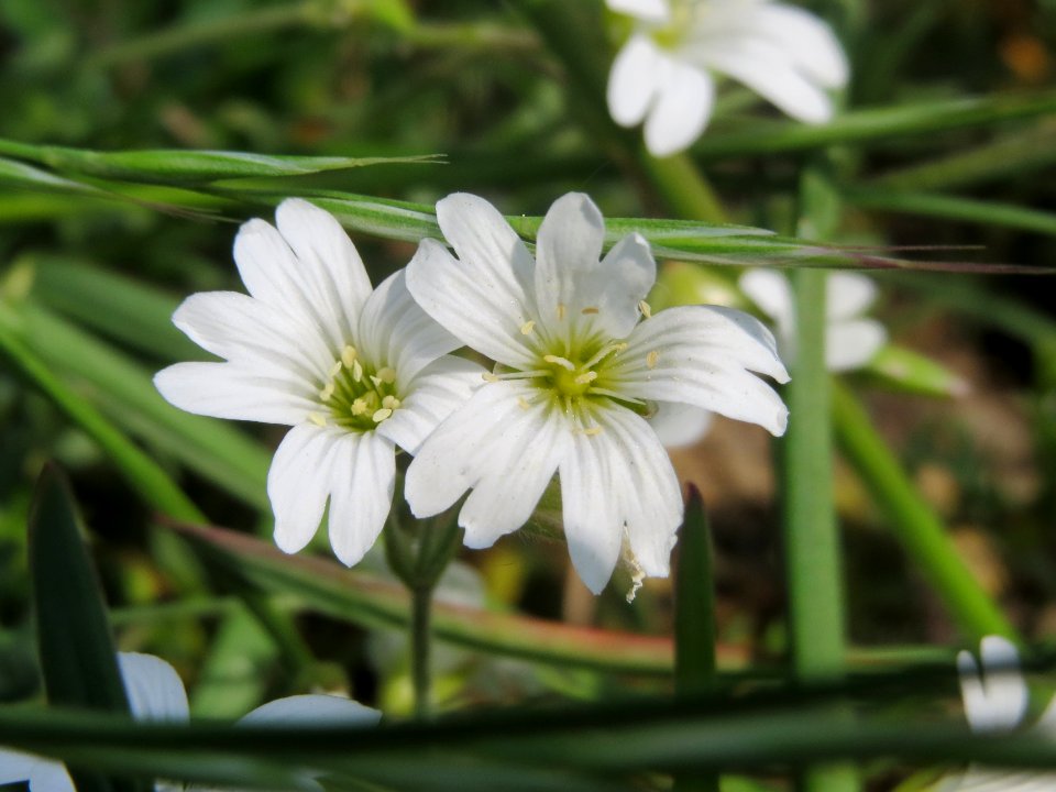 20140419Cerastium_arvense5