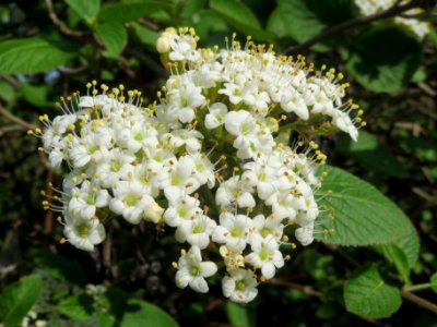 20140406Viburnum_lantana14