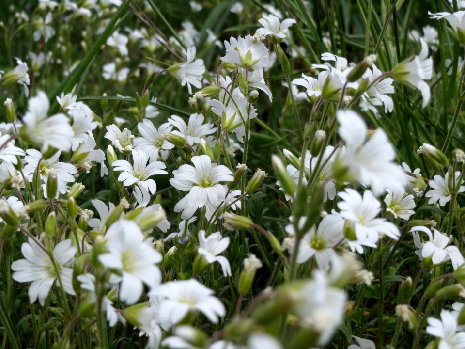20140419Cerastium_arvense1