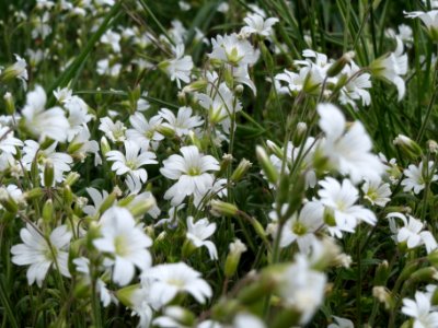 20140419Cerastium_arvense1