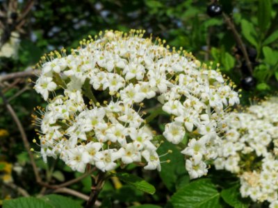 20140406Viburnum_lantana13