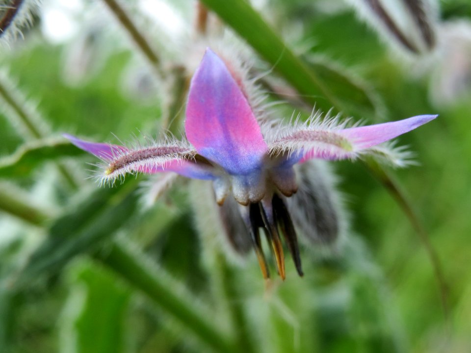 20140419Borago_officinalis2