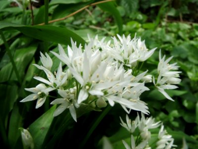 20140407Allium_ursinum2