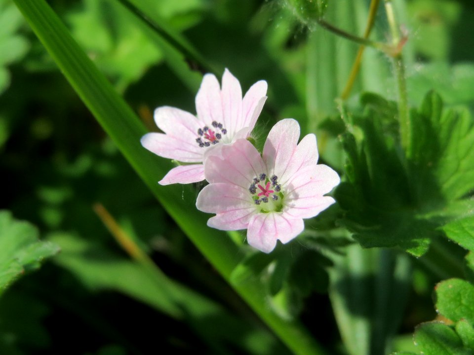 20140406Geranium_molle4