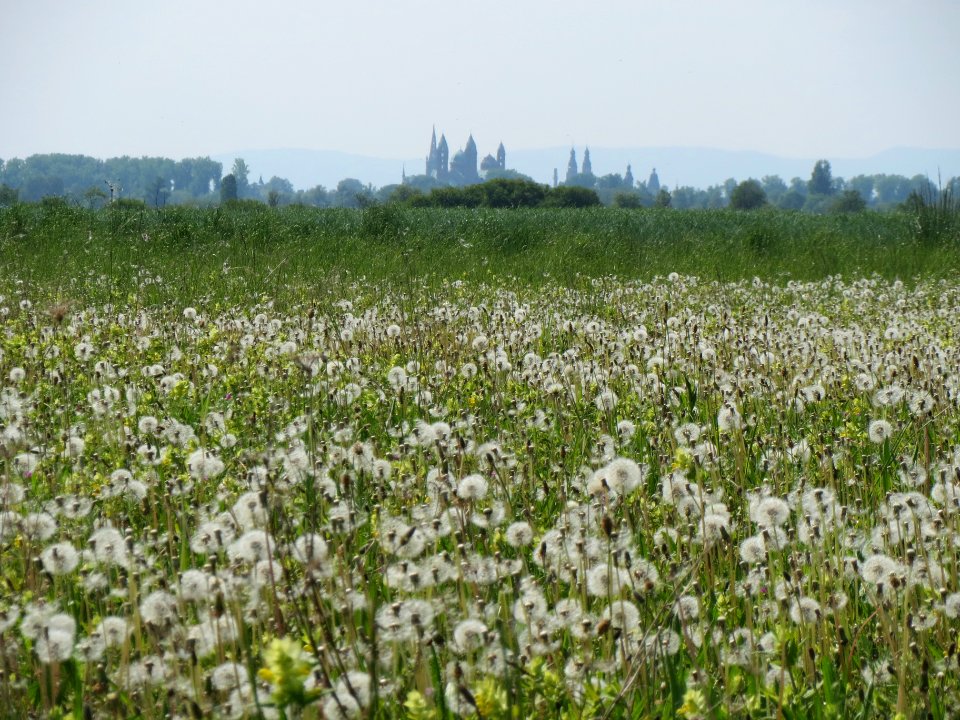 20140425Loewenzahn1
