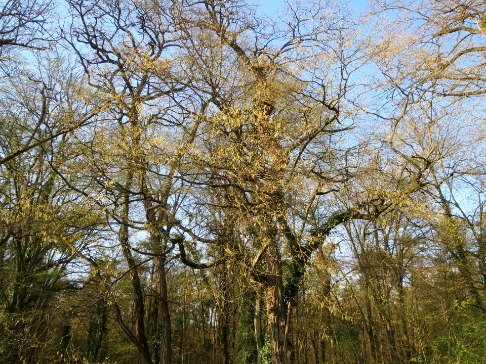 20140325Carpinus_betulus3