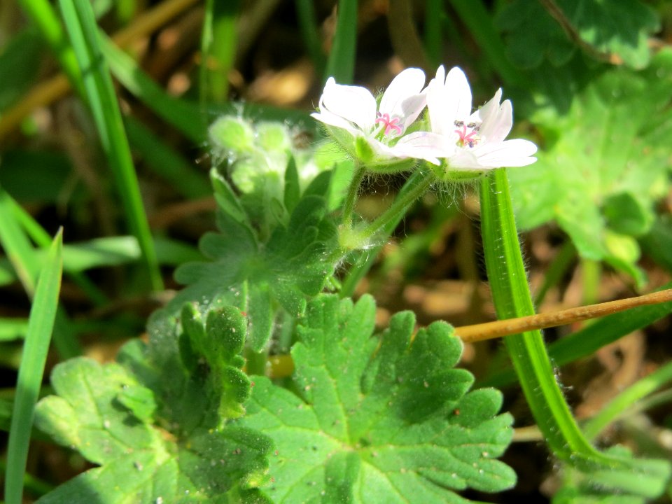 20140406Geranium_molle3