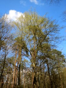 20140325Carpinus_betulus1