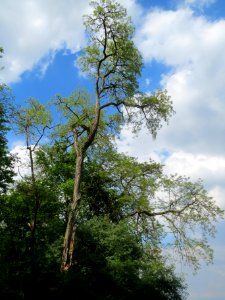 20140423Robinia_pseudoacacia