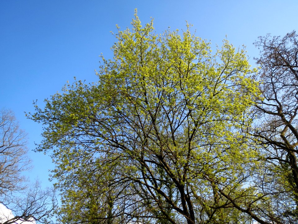 20140325Acer_platanoides3