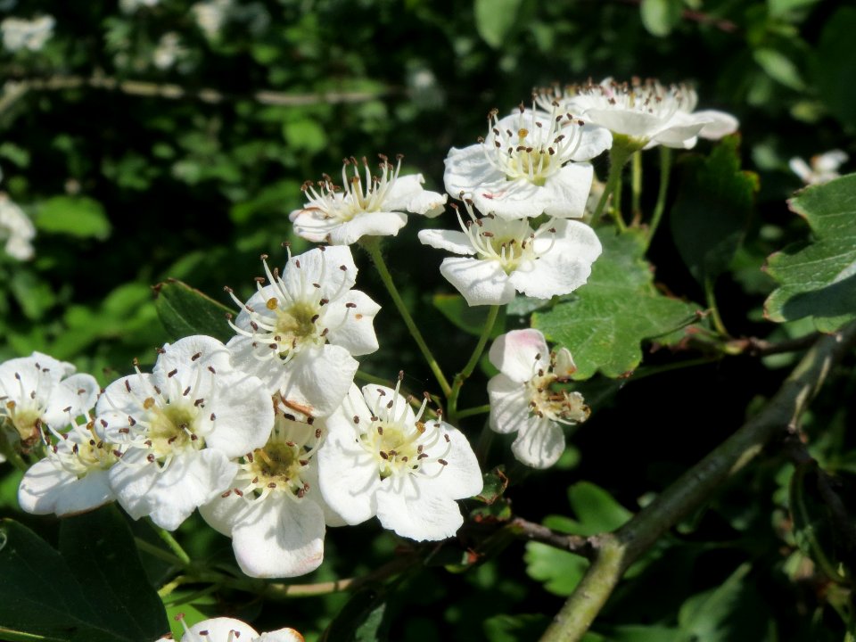 20140423Crataegus_monogyna3