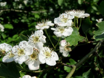 20140423Crataegus_monogyna3