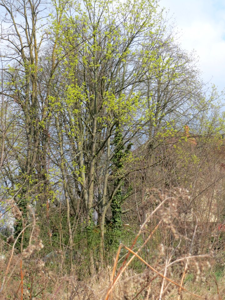 20140325Acer_platanoides_Hockenheim2