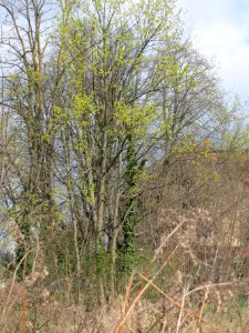 20140325Acer_platanoides_Hockenheim2