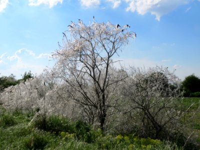 20140424Euonymus_europaeus04
