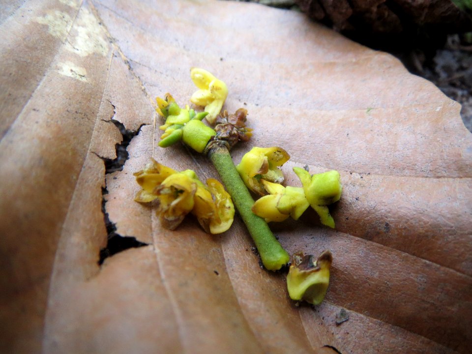 20140324Viscum_album