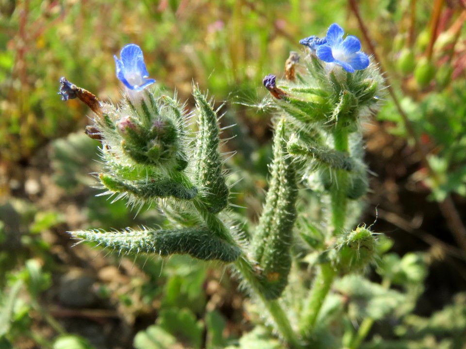 20140424Anchusa_arvensis3