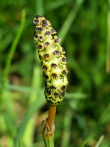 20140424Equisetum_palustre2