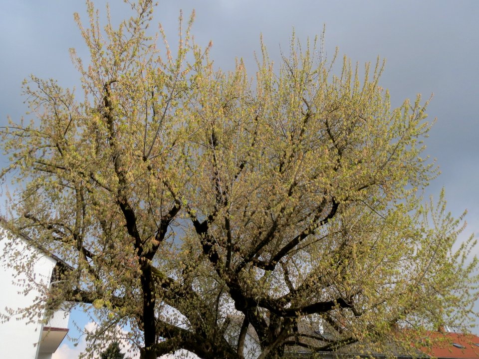 20140325Acer_negundo_Hockenheim1