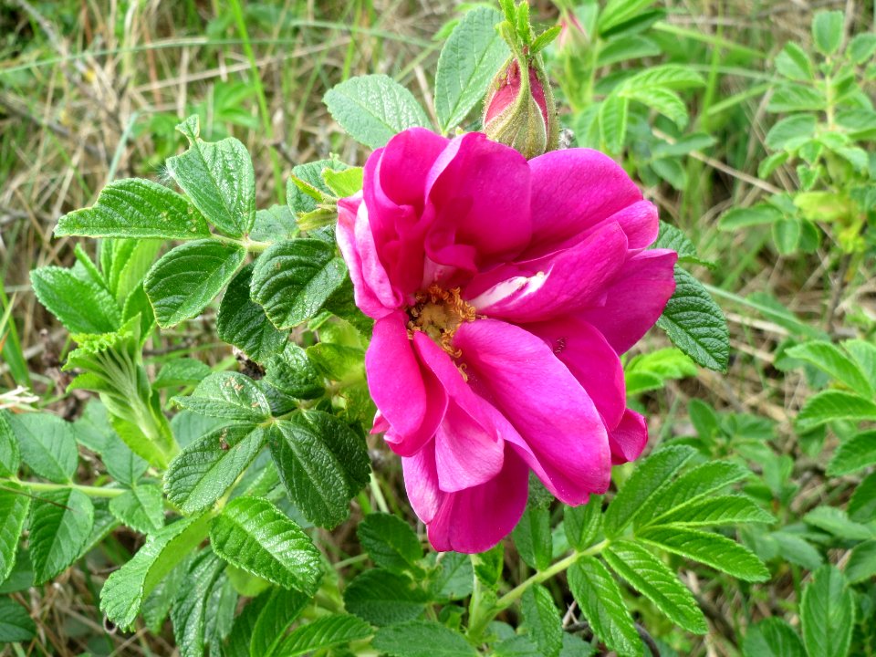 20140421Rosa_rugosa1