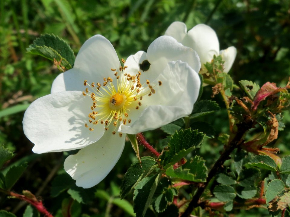 20140424Rosa_spinosissima2