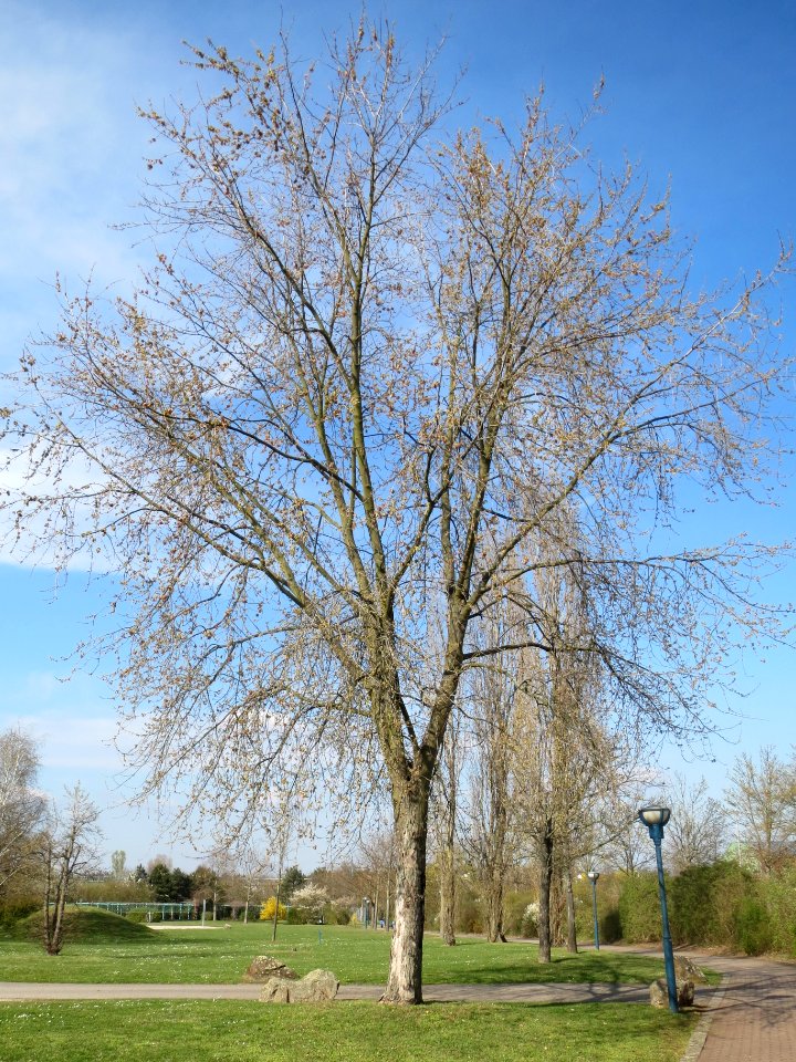 20140327Acer_saccharinum3