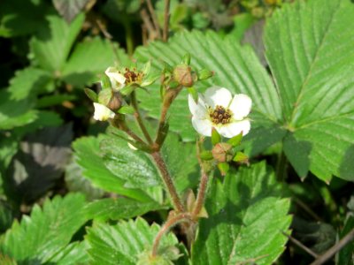 20140421Fragaria_vesca4