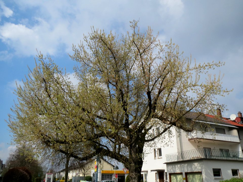 20140325Acer_negundo_Hockenheim3