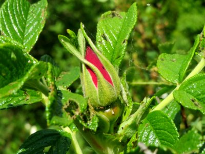 20140424Rosa_rugosa2