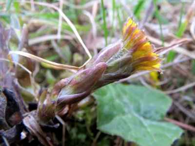 20140324Tussilago_farfara3