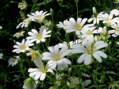 20140423Stellaria_holostea2