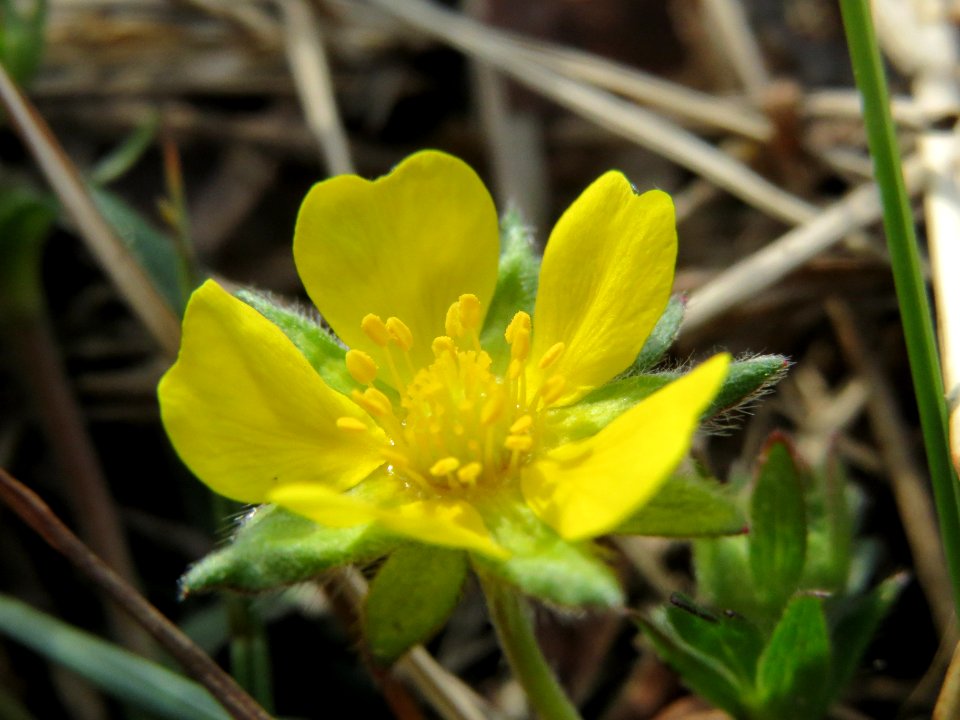 20140324Potentilla_neumanniana2