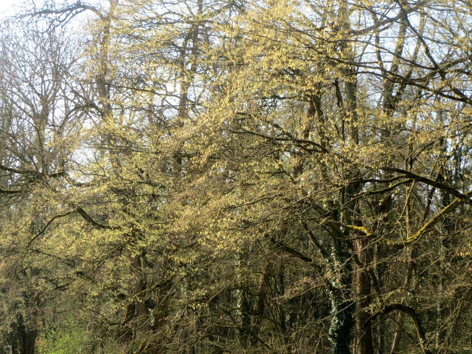 20140325Carpinus_betulus2