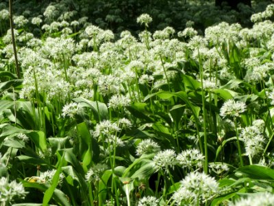 20140423Allium_ursinum2
