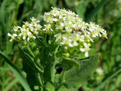 20140424Lepidium_draba4