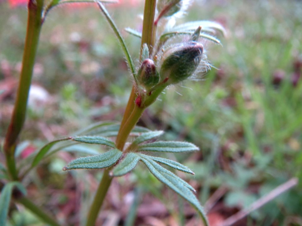 20140324Ranunculus_acris6
