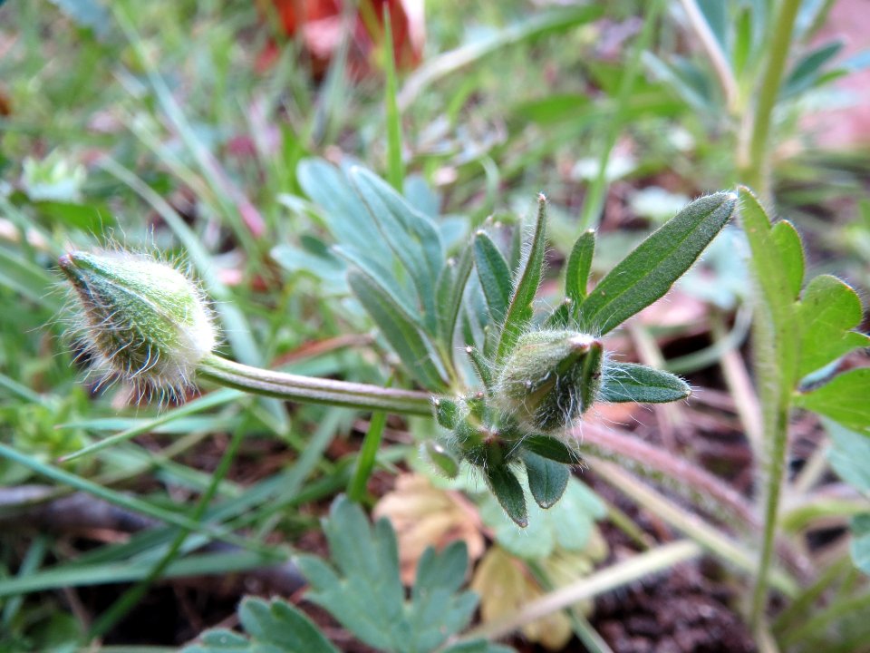 20140324Ranunculus_acris5