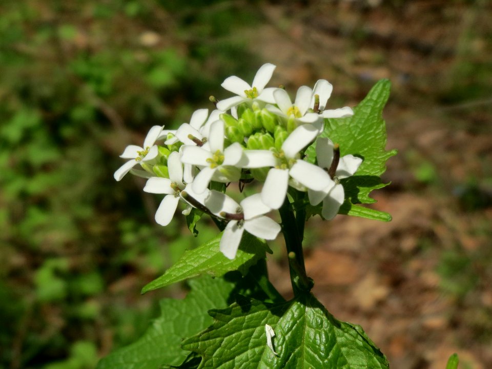 20140423Alliaria_petiolata1