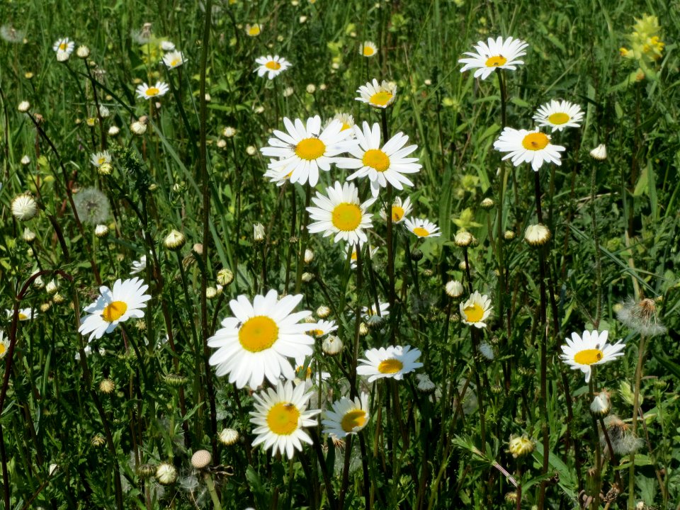 20140425Leucanthemum_vulgare2