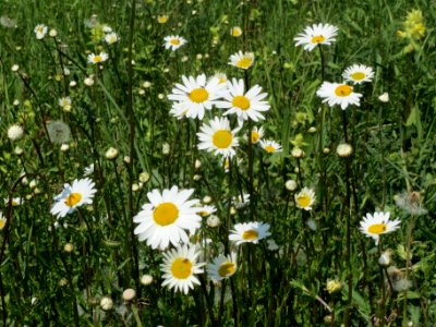 20140425Leucanthemum_vulgare2