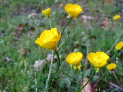 20140324Ranunculus_acris1