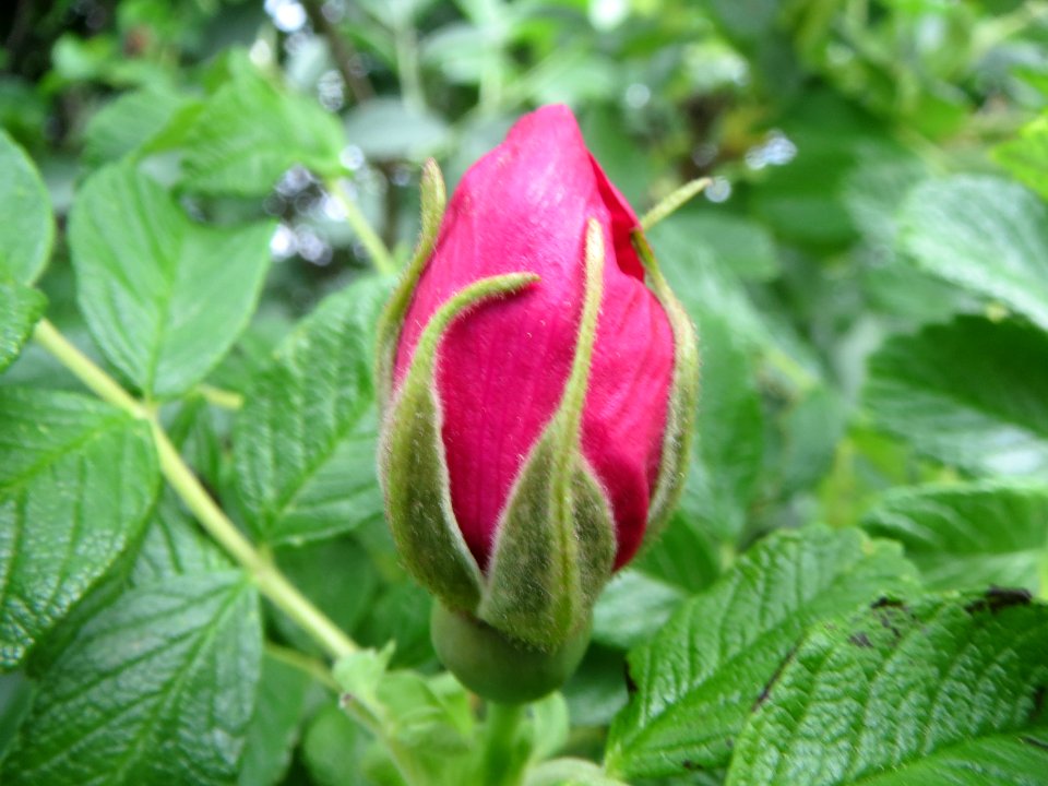 20140422Rosa_rugosa1
