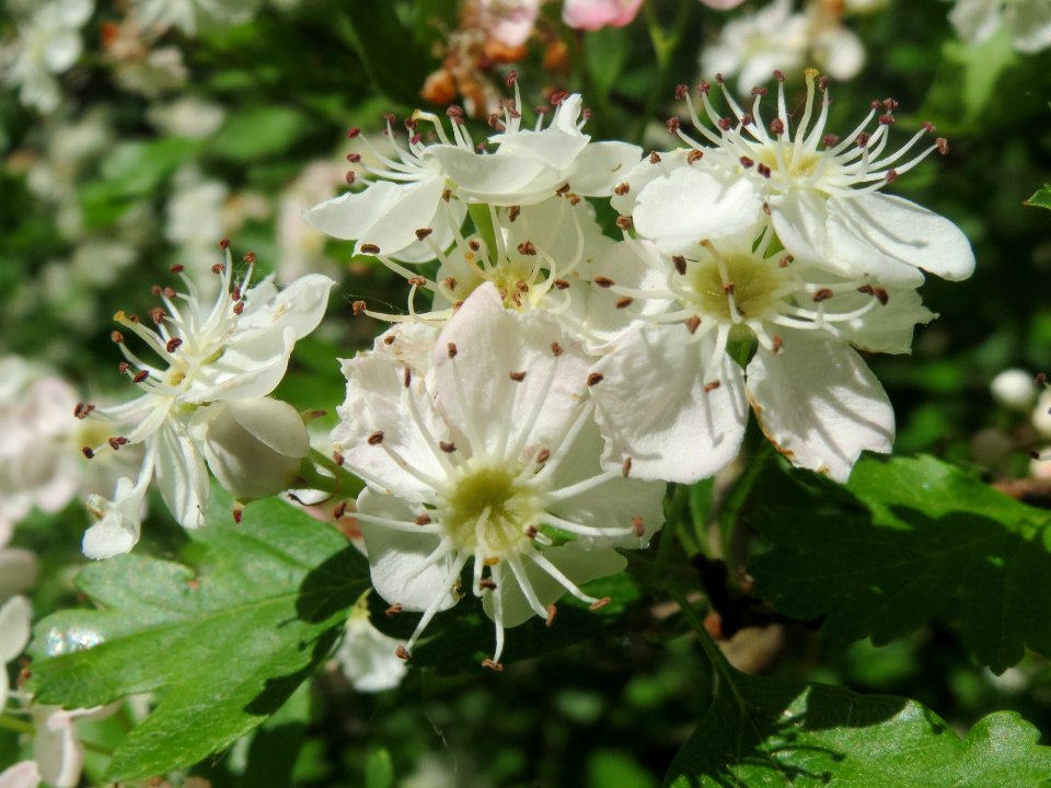 20140425Crataegus_monogyna2