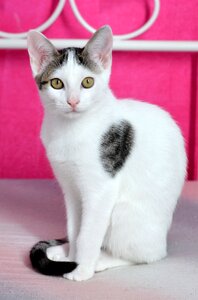Cat portrait mieze kitten