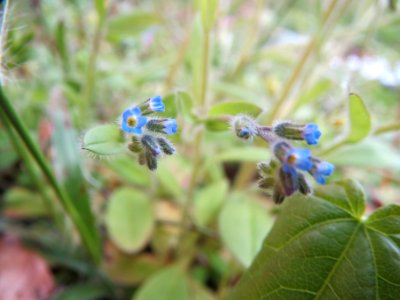 20140324Myosotis_arvensis
