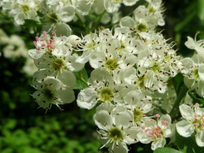 20140423Crataegus_monogyna2