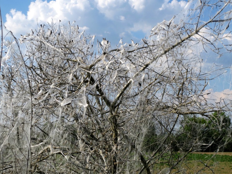 20140424Euonymus_europaeus06