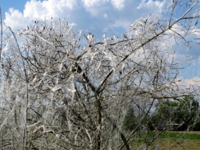 20140424Euonymus_europaeus06